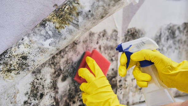 Reliable Midland, MI Mold Remediation Solutions